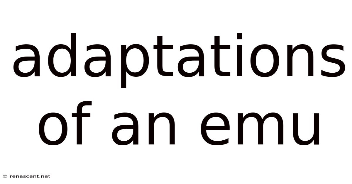 Adaptations Of An Emu