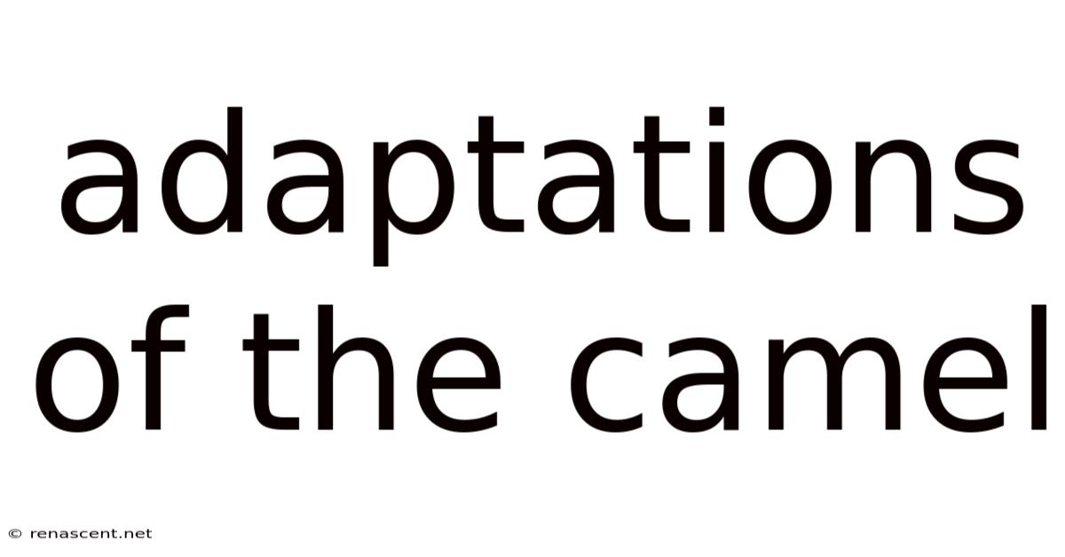 Adaptations Of The Camel