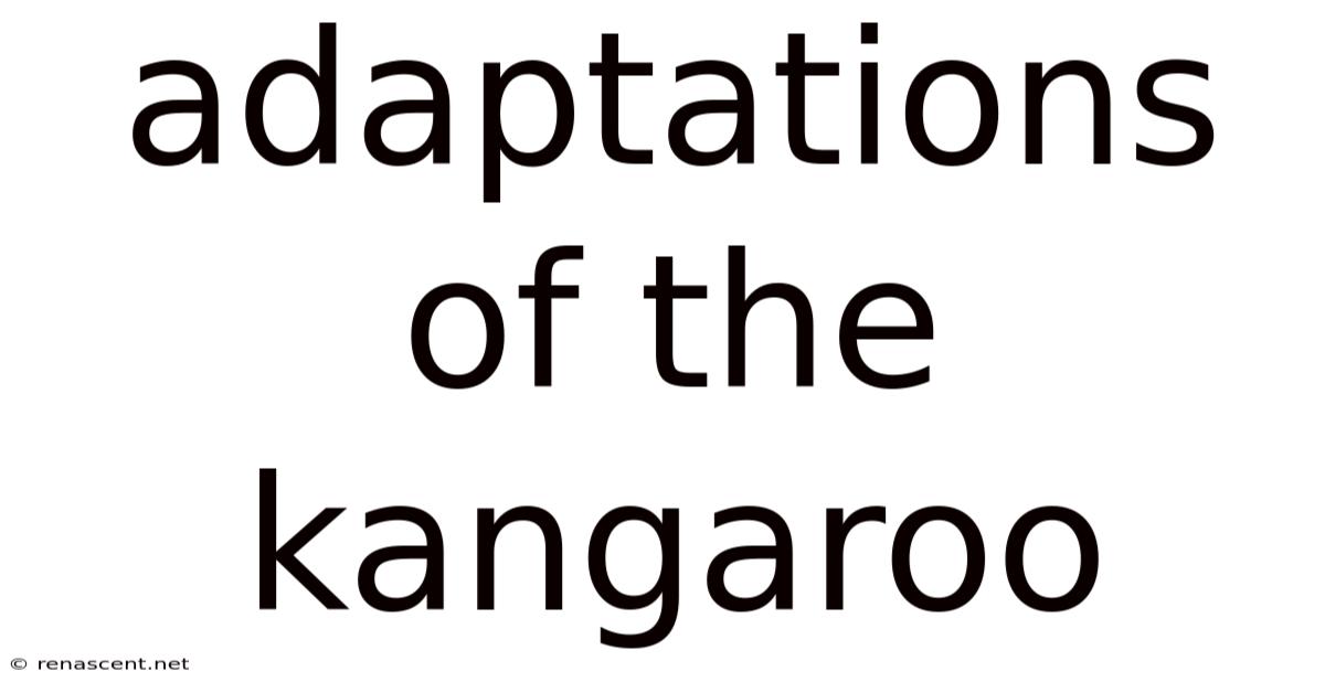 Adaptations Of The Kangaroo