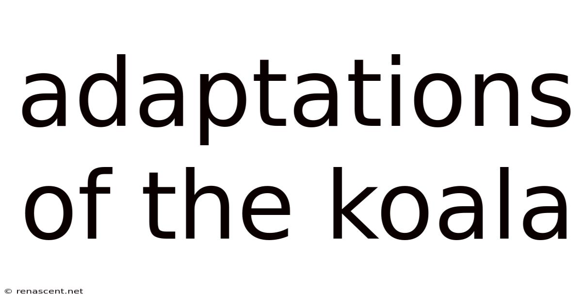 Adaptations Of The Koala