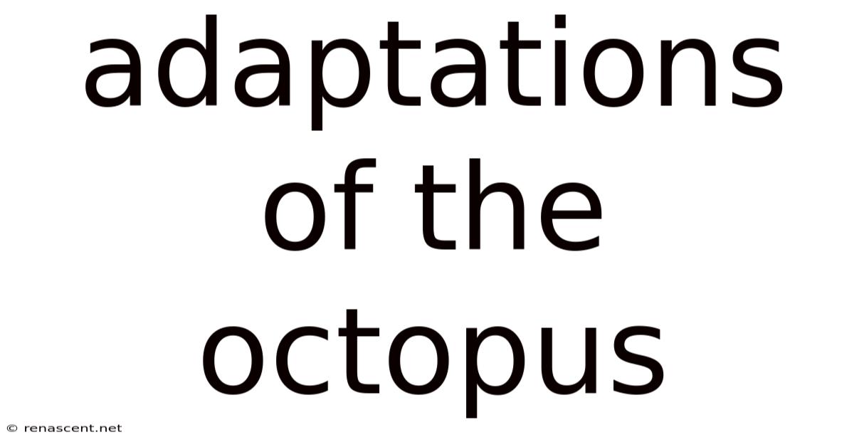 Adaptations Of The Octopus