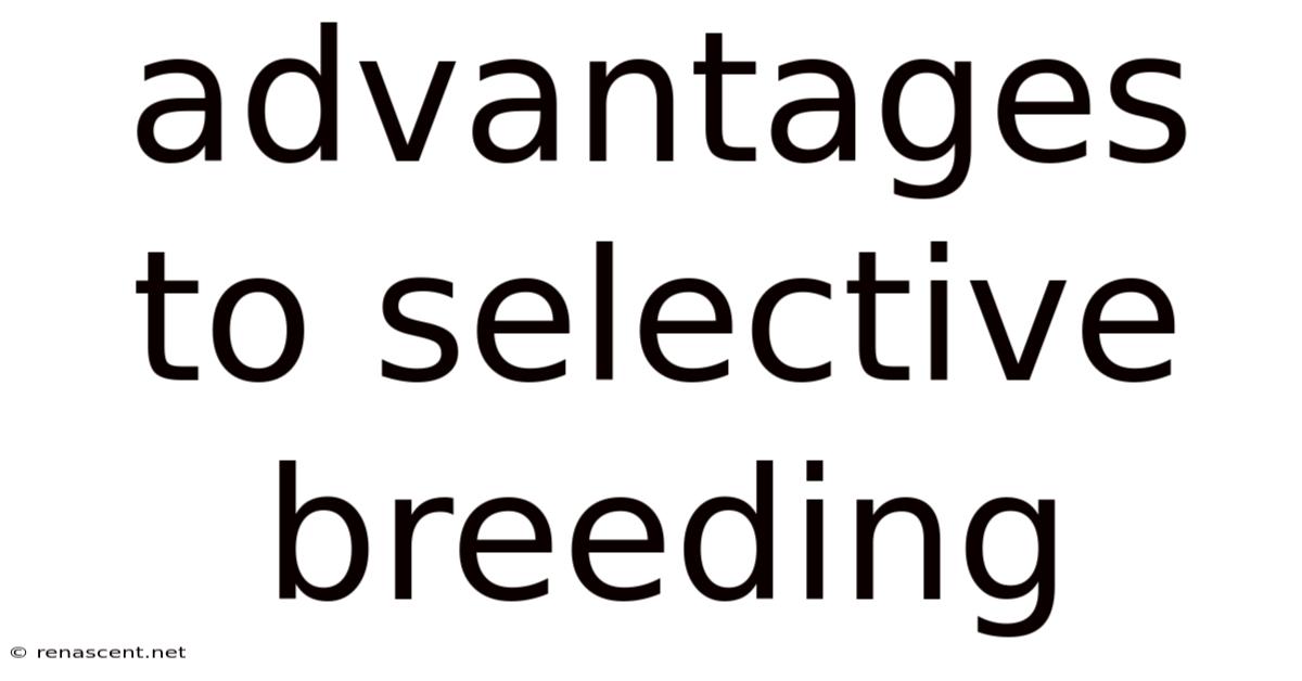 Advantages To Selective Breeding