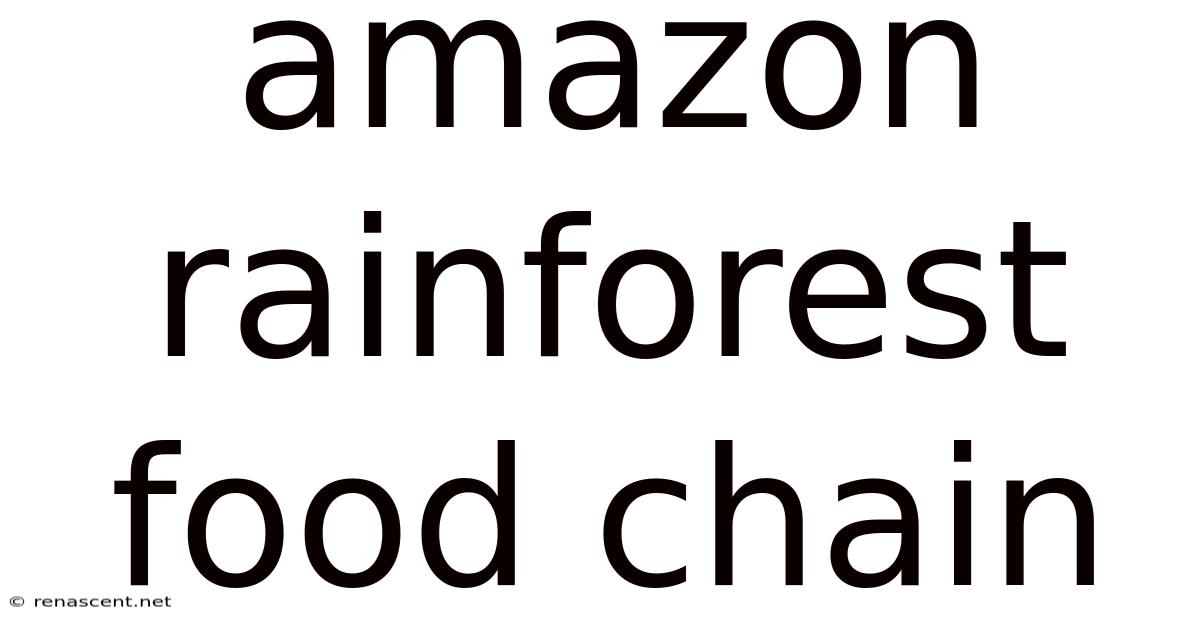 Amazon Rainforest Food Chain