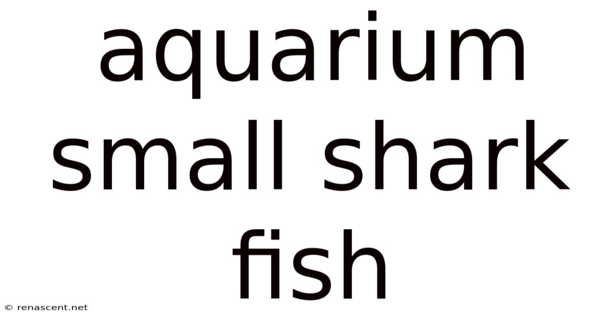 Aquarium Small Shark Fish