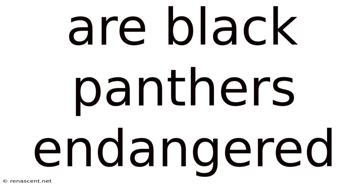 Are Black Panthers Endangered