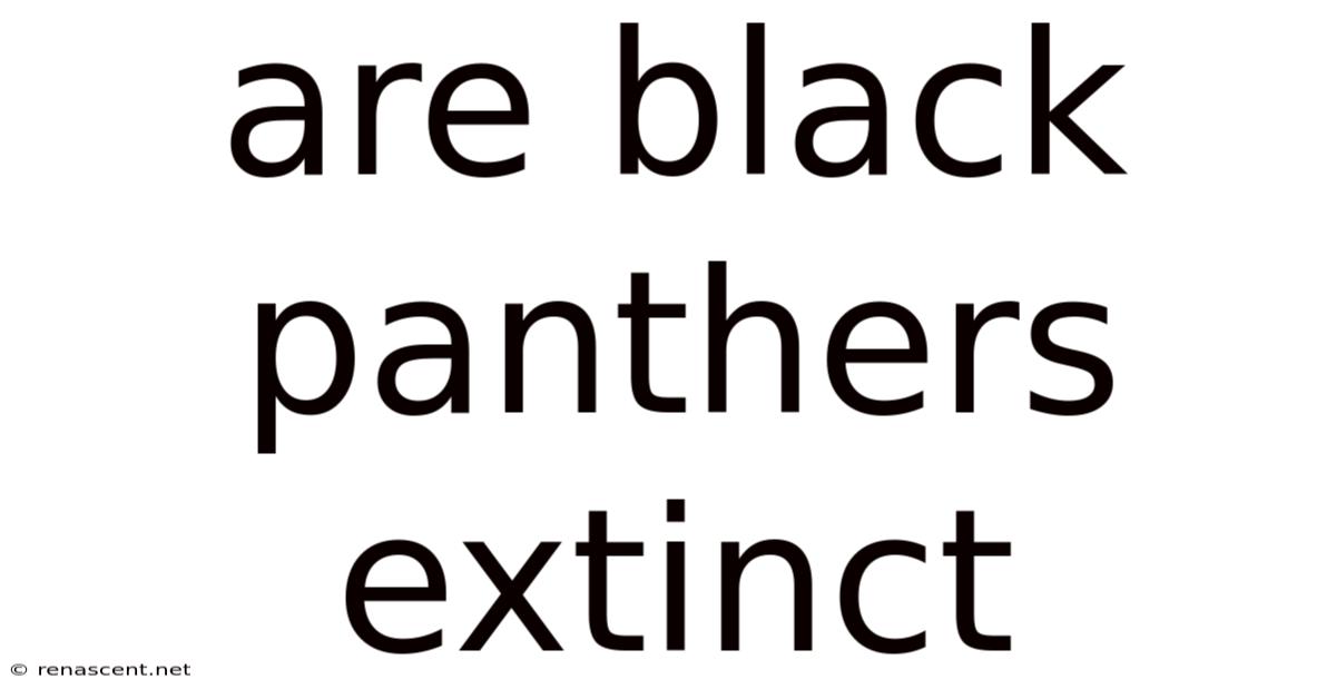 Are Black Panthers Extinct