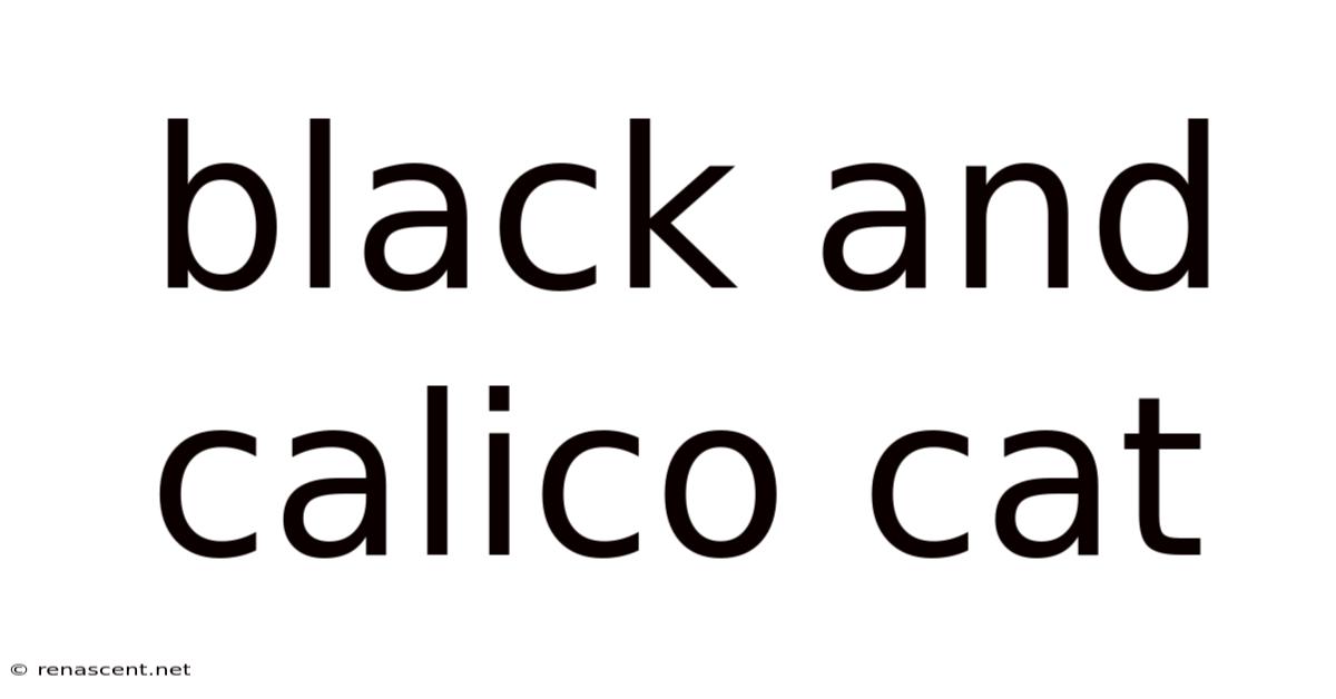 Black And Calico Cat