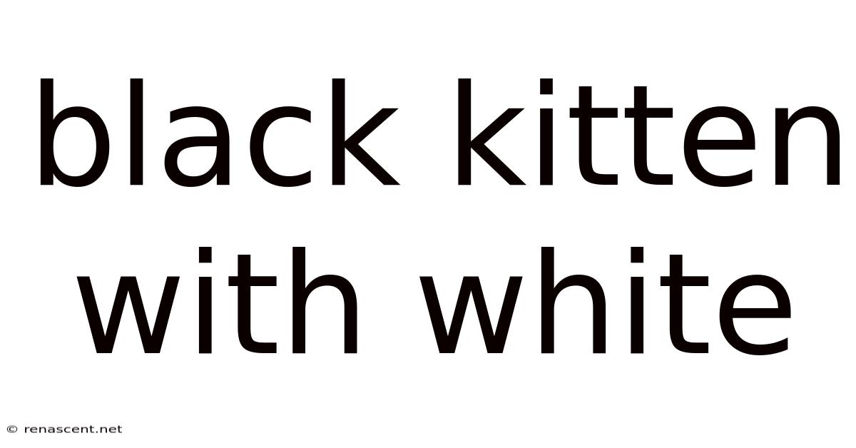 Black Kitten With White