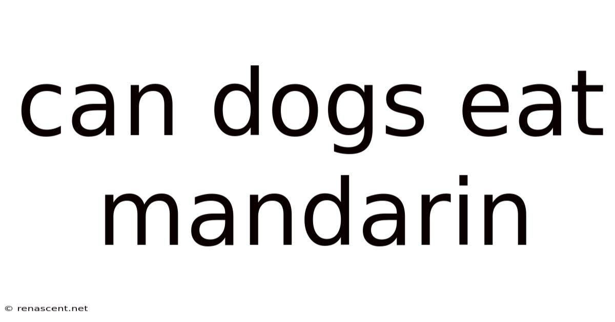 Can Dogs Eat Mandarin