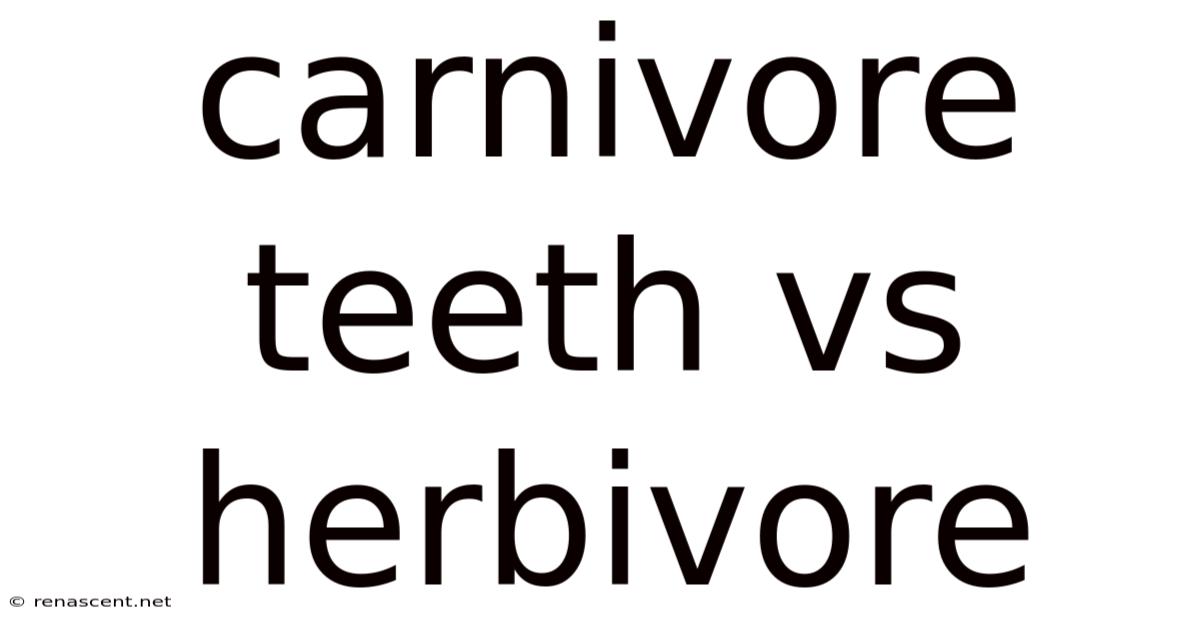 Carnivore Teeth Vs Herbivore