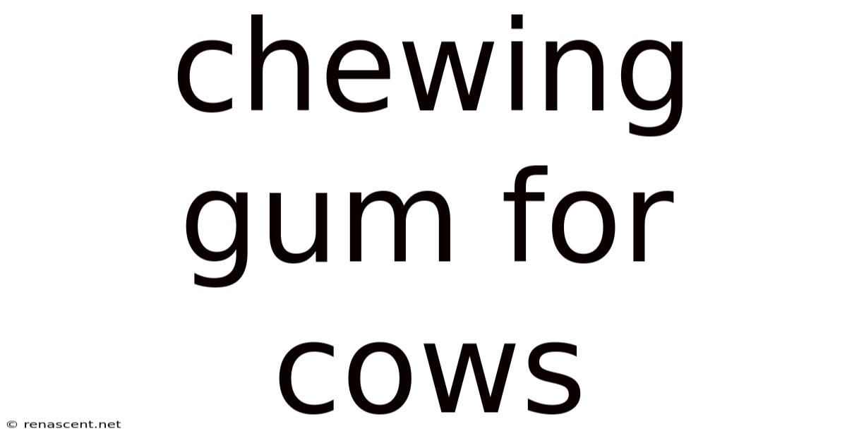 Chewing Gum For Cows
