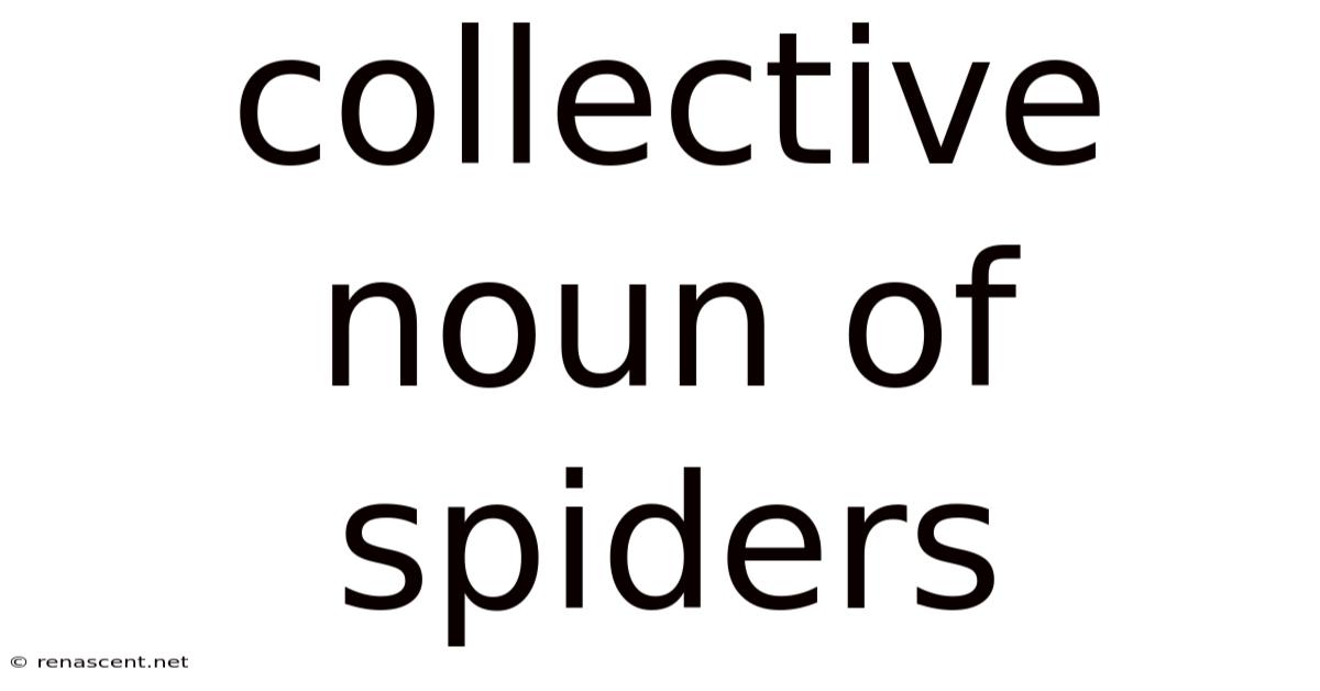 Collective Noun Of Spiders