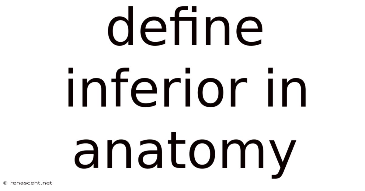 Define Inferior In Anatomy