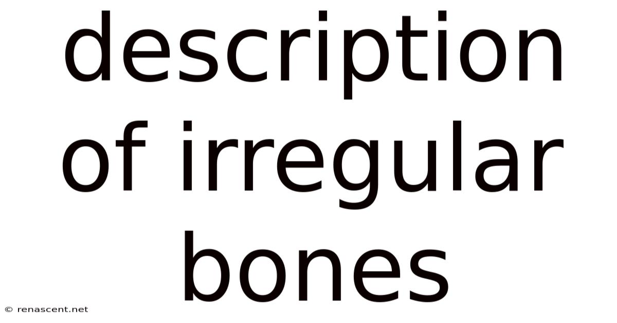 Description Of Irregular Bones