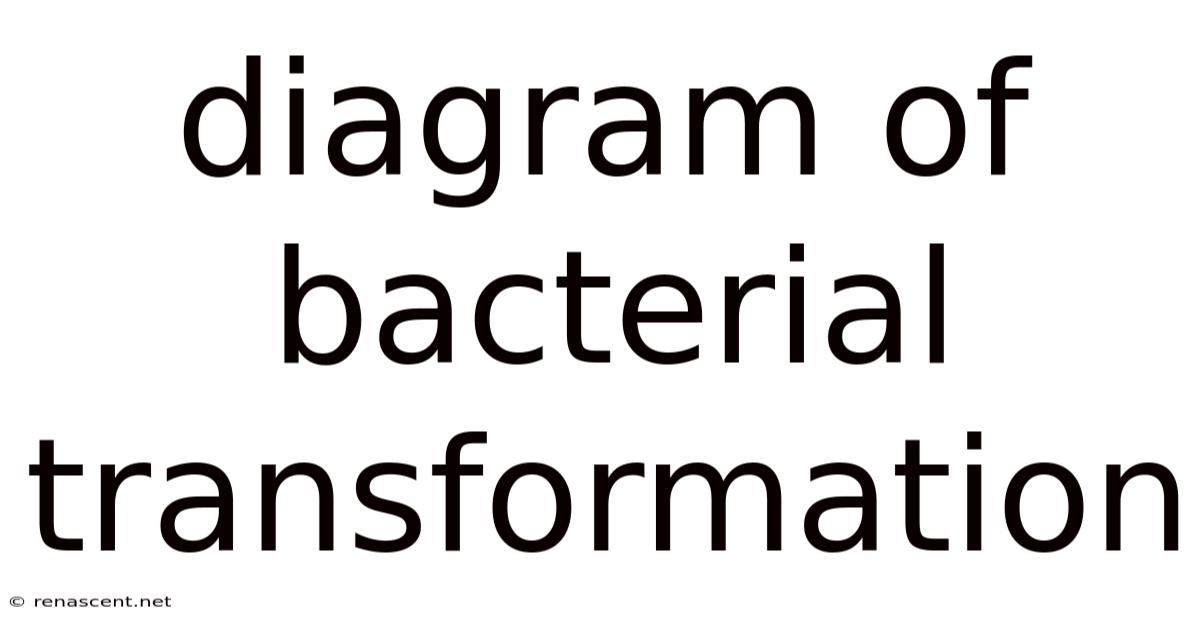 Diagram Of Bacterial Transformation