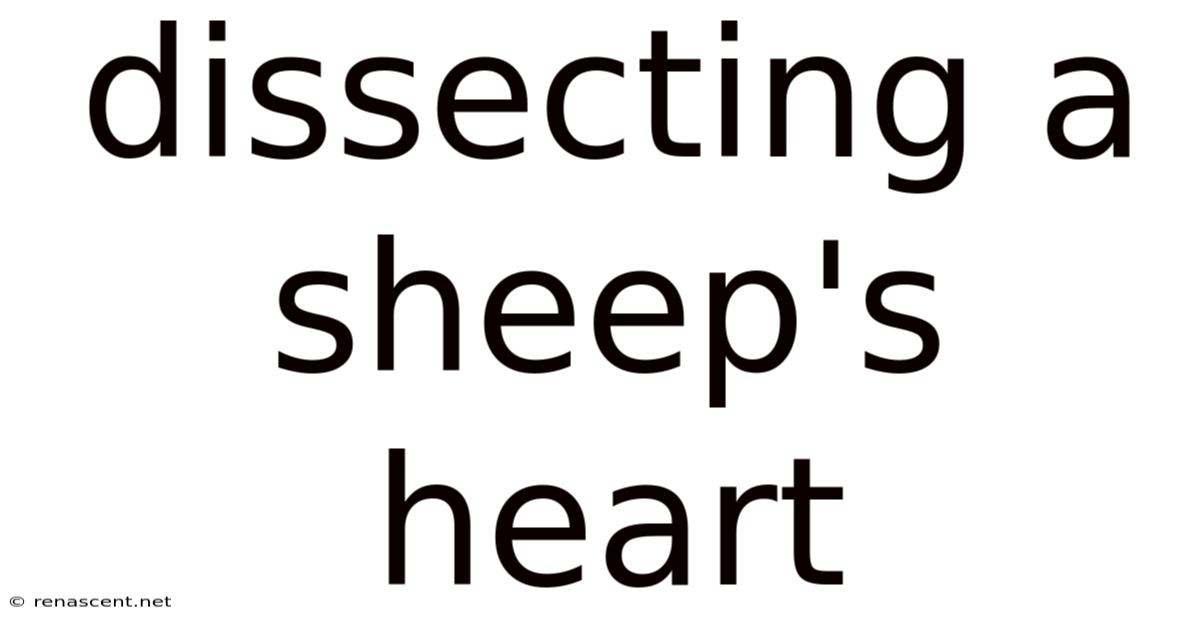 Dissecting A Sheep's Heart