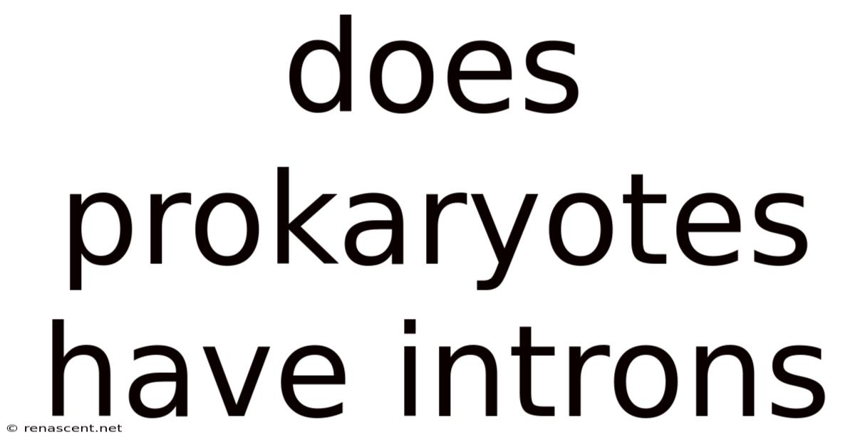 Does Prokaryotes Have Introns