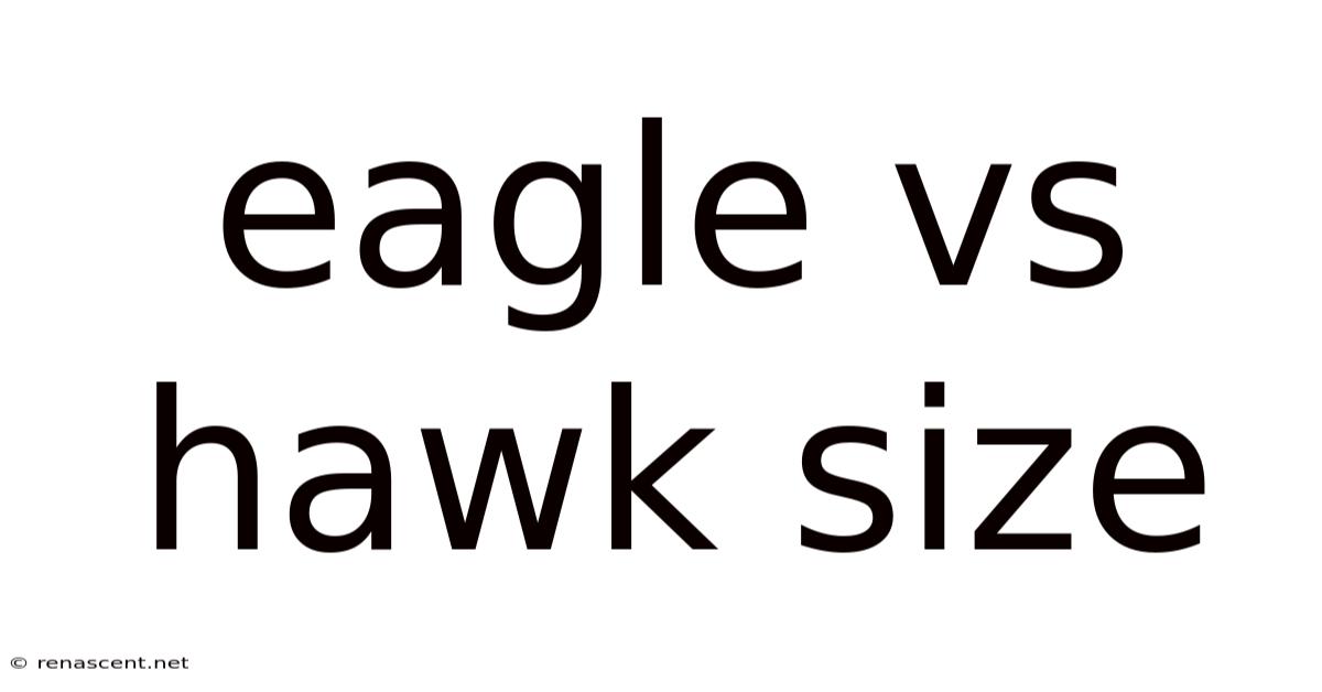 Eagle Vs Hawk Size