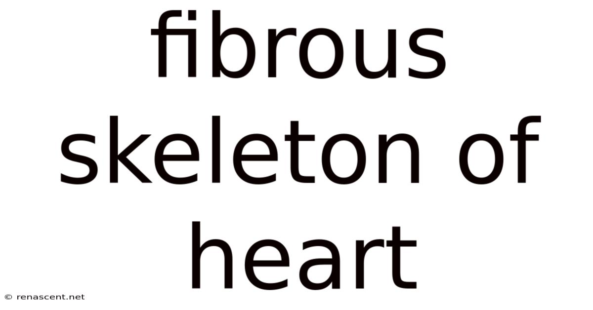 Fibrous Skeleton Of Heart