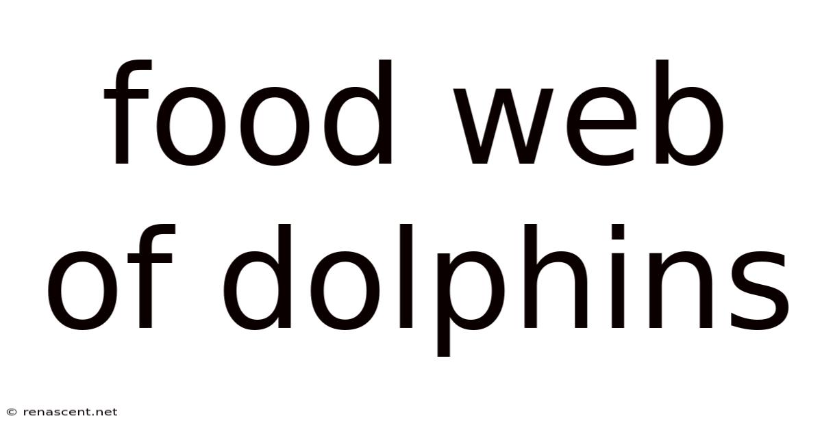 Food Web Of Dolphins