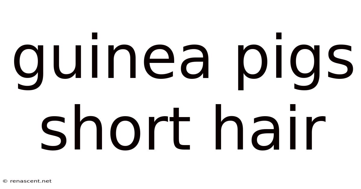 Guinea Pigs Short Hair
