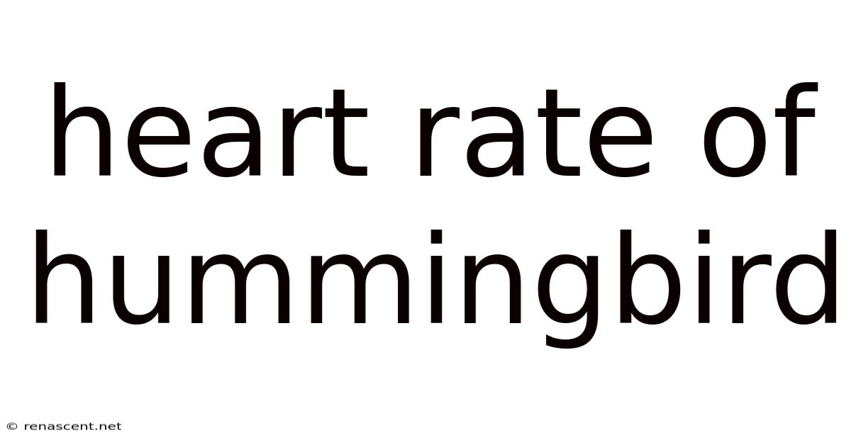 Heart Rate Of Hummingbird