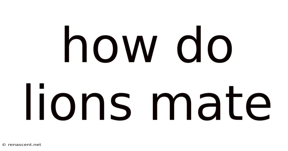 How Do Lions Mate