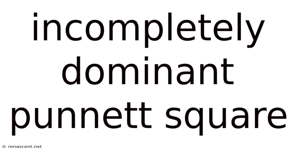 Incompletely Dominant Punnett Square