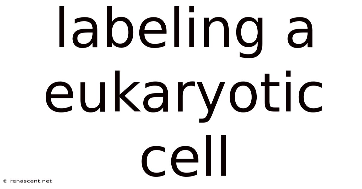 Labeling A Eukaryotic Cell