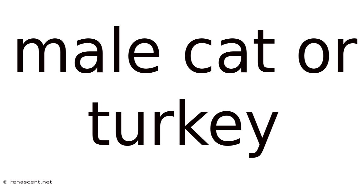 Male Cat Or Turkey