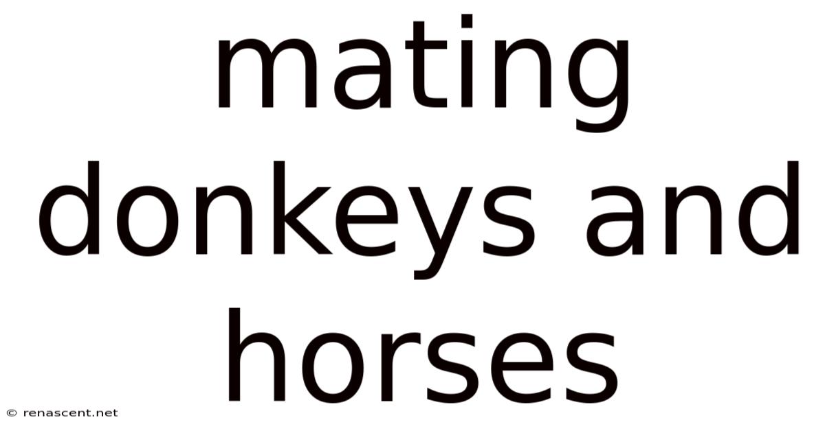 Mating Donkeys And Horses