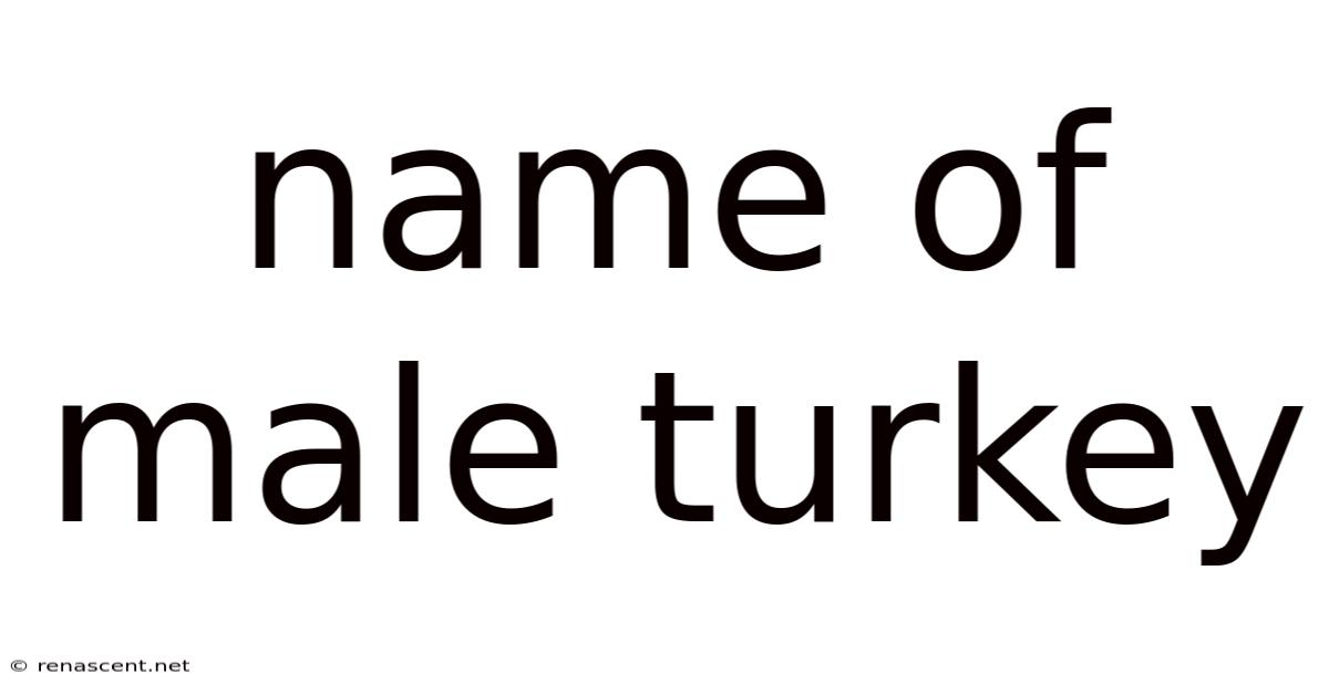 Name Of Male Turkey