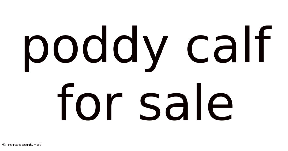 Poddy Calf For Sale