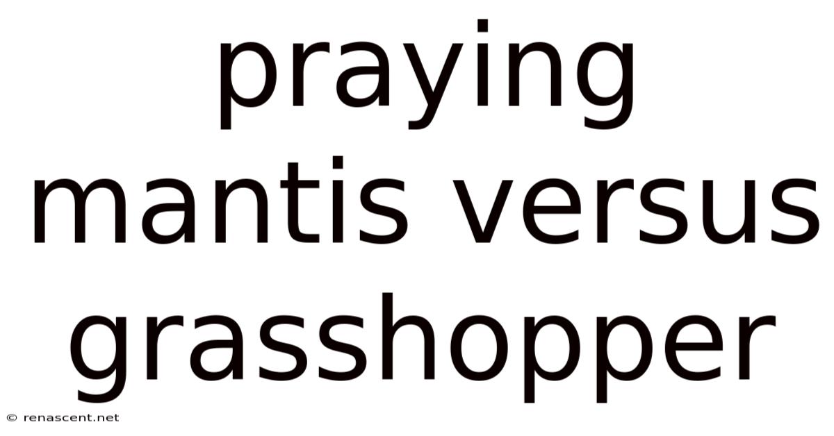 Praying Mantis Versus Grasshopper