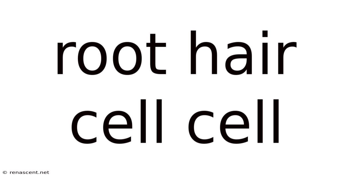 Root Hair Cell Cell