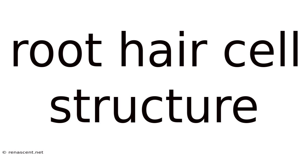Root Hair Cell Structure