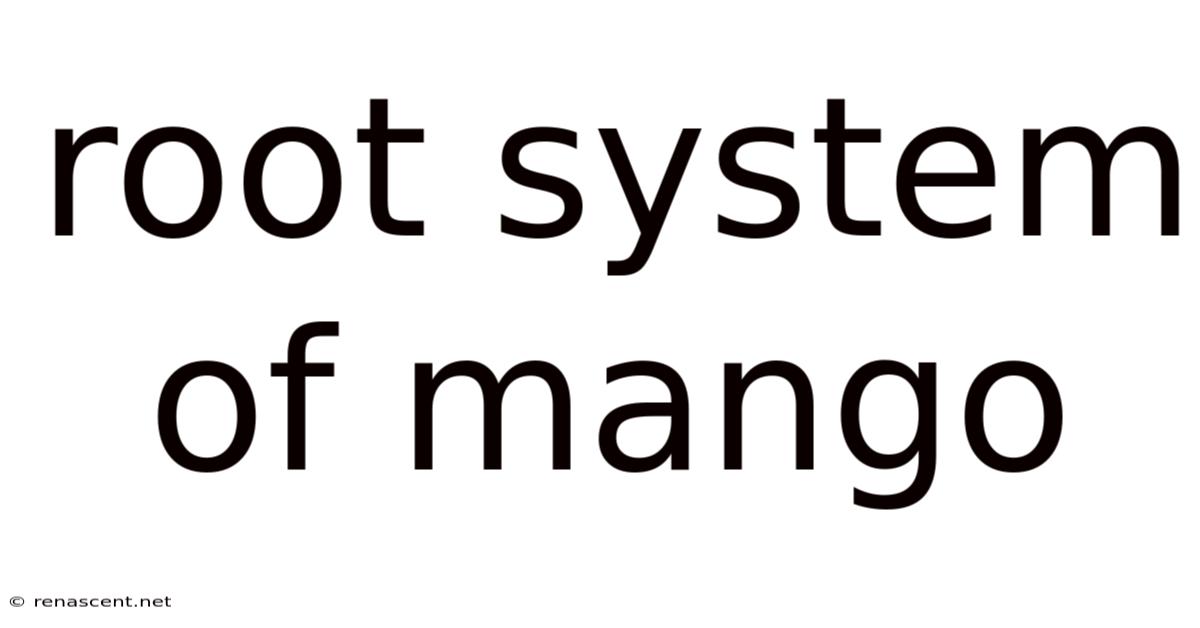 Root System Of Mango