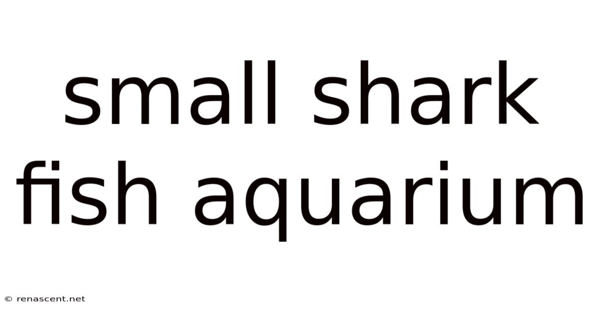 Small Shark Fish Aquarium