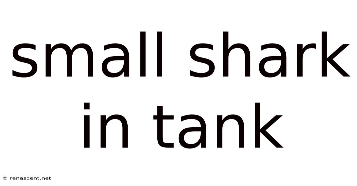 Small Shark In Tank