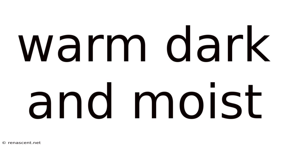Warm Dark And Moist