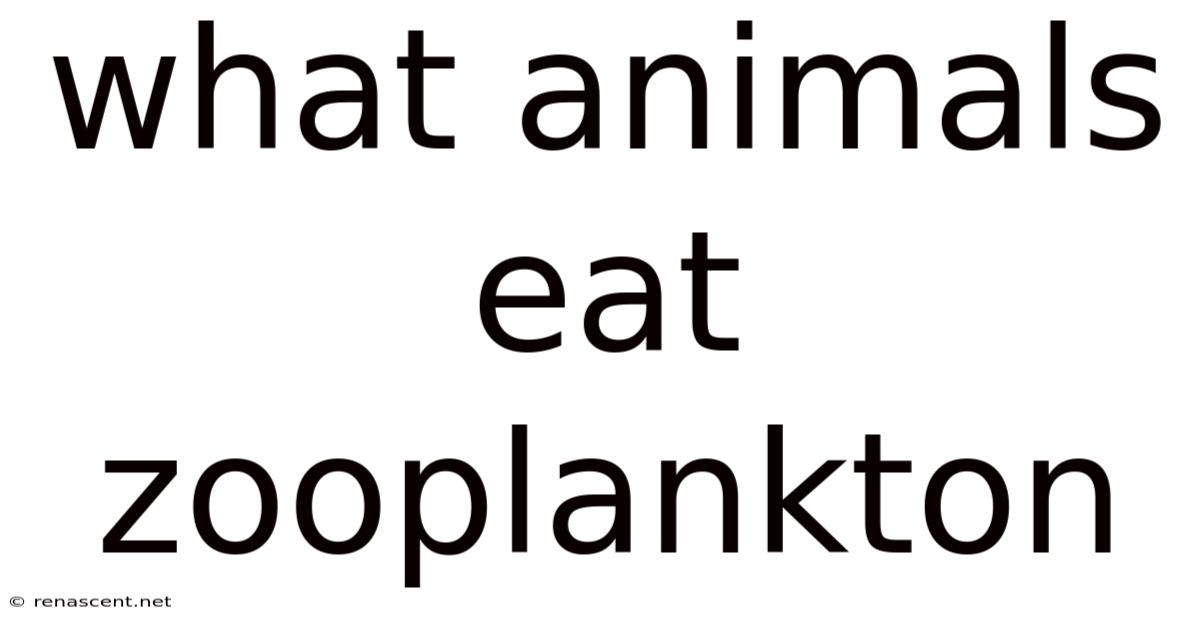 What Animals Eat Zooplankton