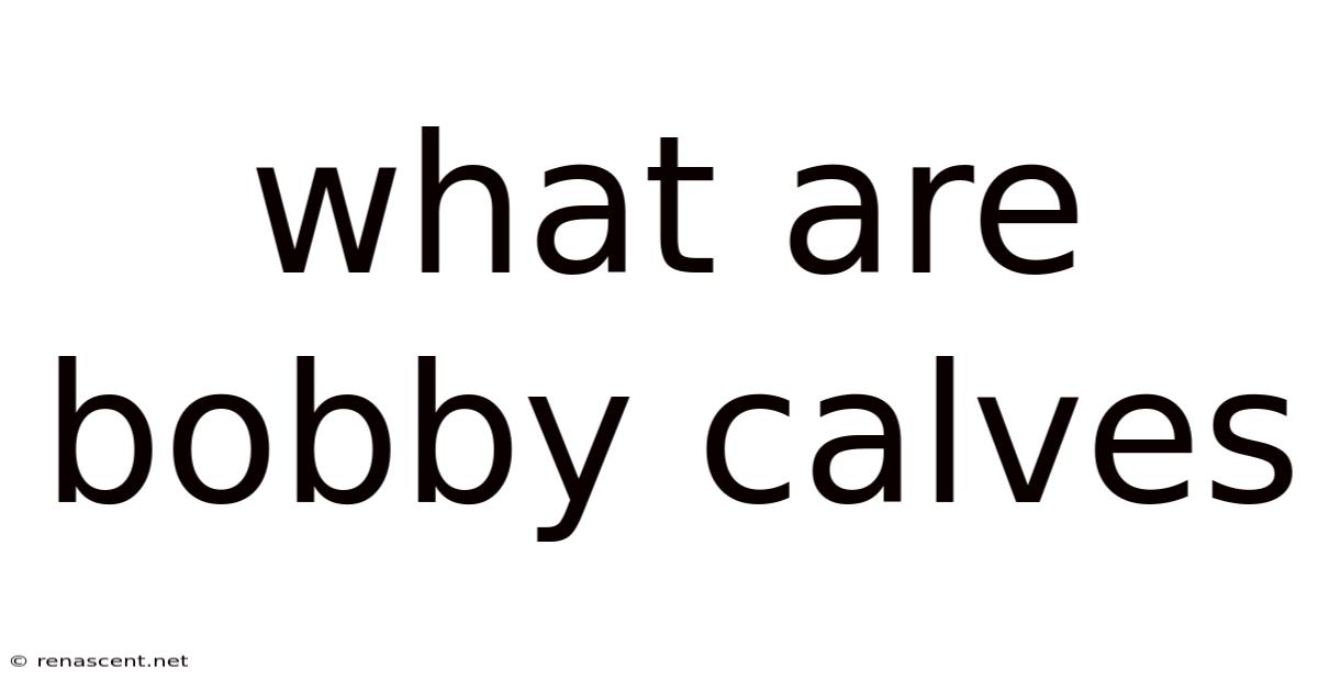 What Are Bobby Calves
