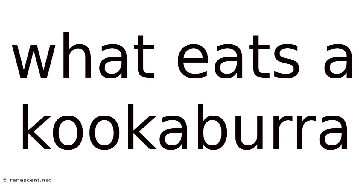 What Eats A Kookaburra