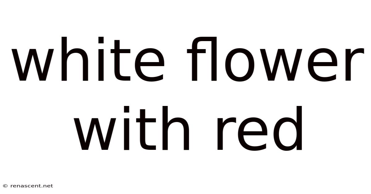 White Flower With Red